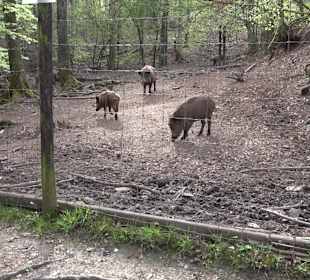 Walderlebnisweg Rottenburg