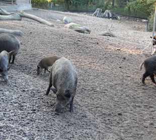 WP LH Herbst Impression