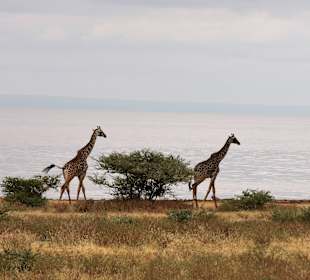 Lake Manyara Nationalpark