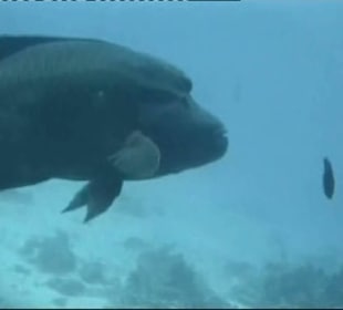 Schnorcheln Hurghada