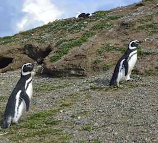 Park Narodowy Isla Magdalena