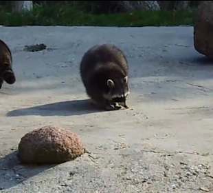 WildparkImpression September 2013