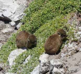 Stoney Point African Penguin Breeding Colony