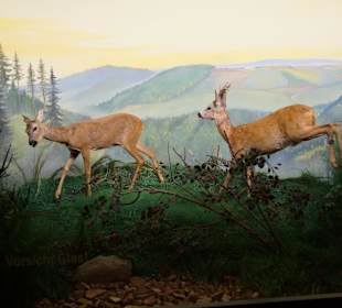 Vogel-Vogel-und Jagdtierkundeund Jagdtierkunde