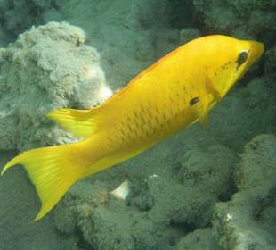 Stülpmaulfisch weiblich