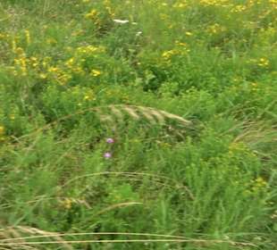 ALB-GOLD Naturgarten