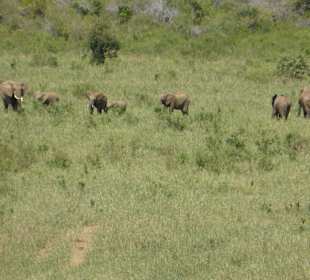 Kurz vorm Wasserloch