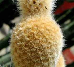 Baby-Kaktus