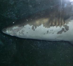 Aquarium im der Dubai Mall