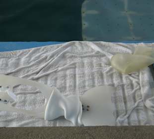 Clearwater Marine Aquarium