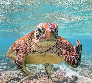 Schnorcheln Sahl Hasheesh