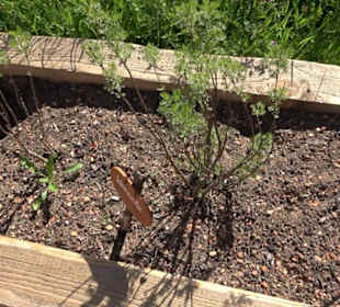 Arzneipflanzengarten Klosterreichenbach