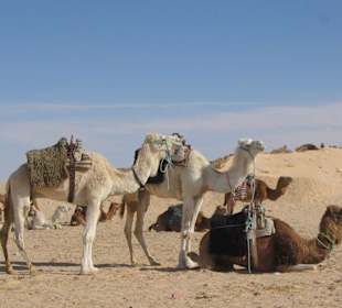 Camels in the desert sahara