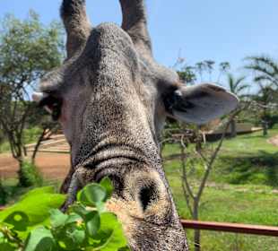 Bora Bora Wildlife Park