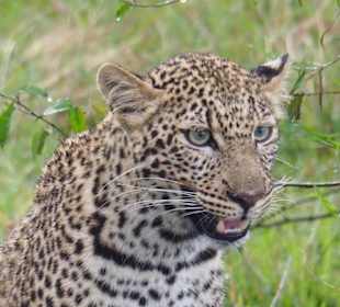 Junger Leopard in der Masai Mara