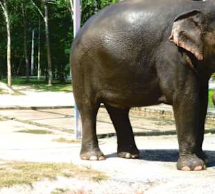 Geretteter Elefant im Park
