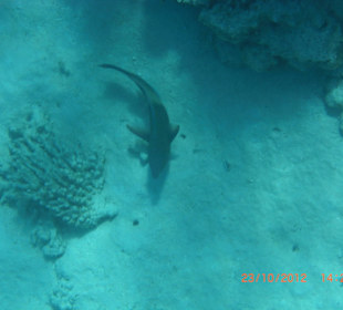 Подводный мир возле отеля