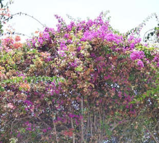 Schöner Garten