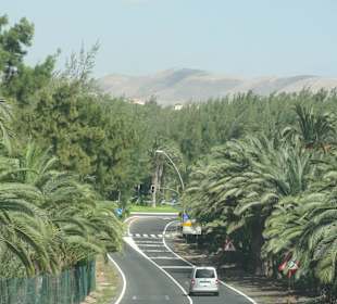 Буйная растительность Хандии