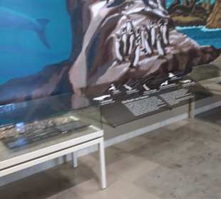 Staatliches Naturkunde Museum