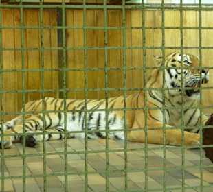 Sibirischer Tiger