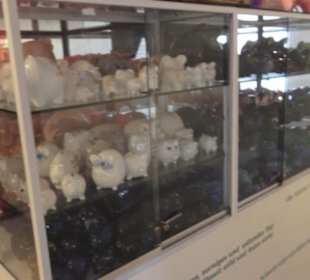 Schweinemuseum