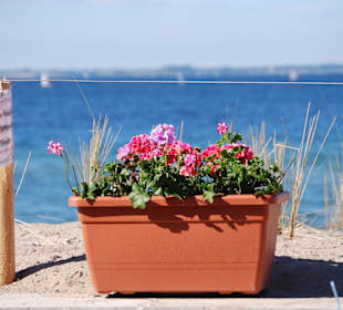 Blumen am Strand