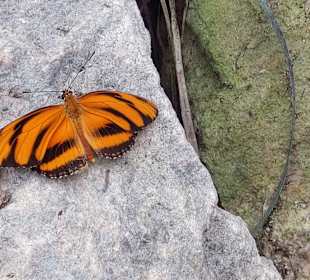 Schmetterlingsgarten