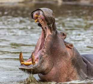 Hippopotamus amphibius im Mara River 