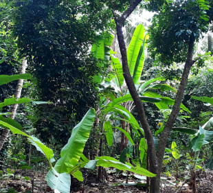 Maganga Spice Farm