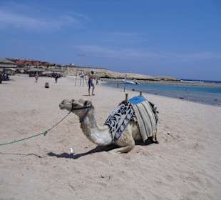 Kamelreiten am Strand von Sharm EL Naga
