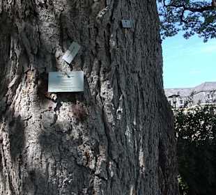 Schlosspark Hohenheim