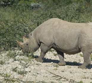  im Etosha- NP