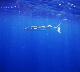 Barrakuda - Schnorcheln Am Hausriff Gorgonia Beach