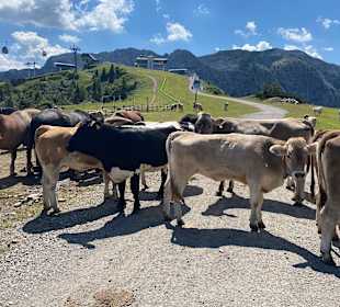 Wandern Hermagor - Pressegger See