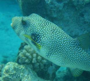 Weißfleck Kugelfisch