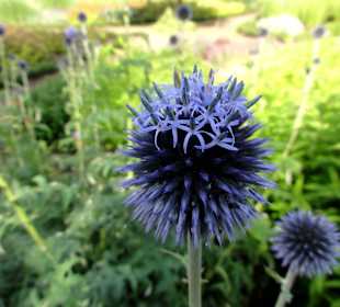 Blüten- und Duftpracht im Sinnesgarten Lopshof
