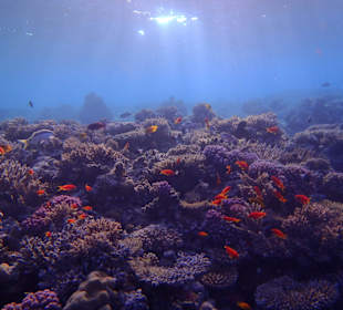 Snorkeling in hotel beach area