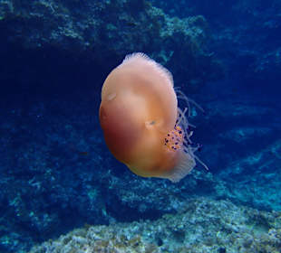 Natura