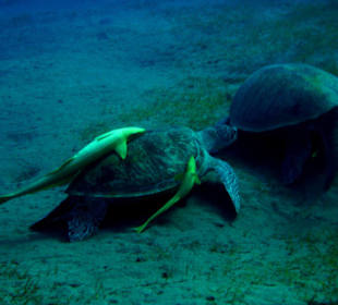 Grüne Schildkröten