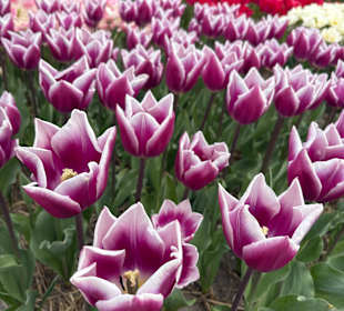 Floratuin Julianadorp