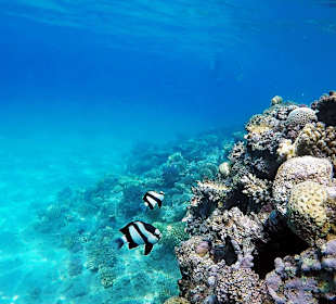 Riff direkt am Hotelstrand