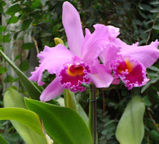 Orchideen
