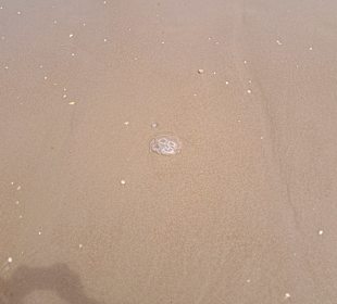 Strand Schoorl aan Zee