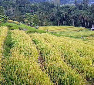 Jatiluwih