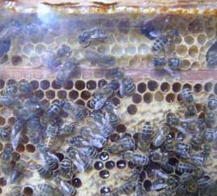 Fleißige Arbeiterbienen im Außenbereich