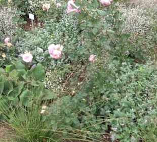 Fuchsien
