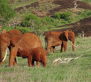 Es gab viele Elefanten