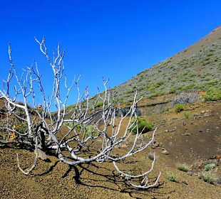 Feigenstrauch im Winter