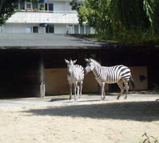 Zebra